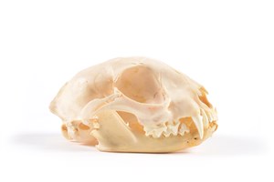 Image description is not available for 2015.4.5